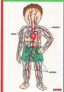 El Cuerpo Humano En Pop Up: Sistemas Respiratorio Y Circulatorio
