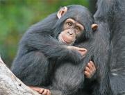 Primates Y Filosofos: La Evolucion De La Moral Del Simio Al Hombr E