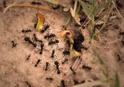 Un Mundo De Hormigas